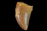 Serrated, Juvenile Carcharodontosaurus Tooth - Morocco #134990-1